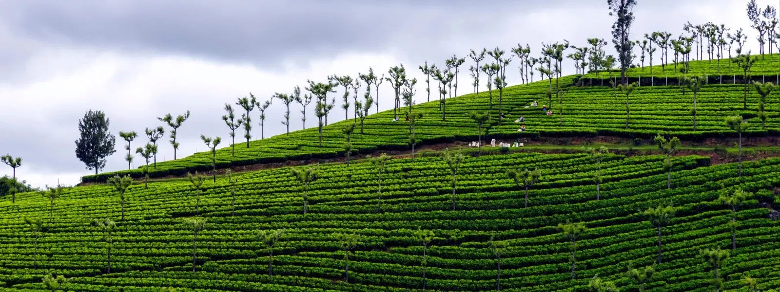 COORGU - SHRAVANABELAGOLA