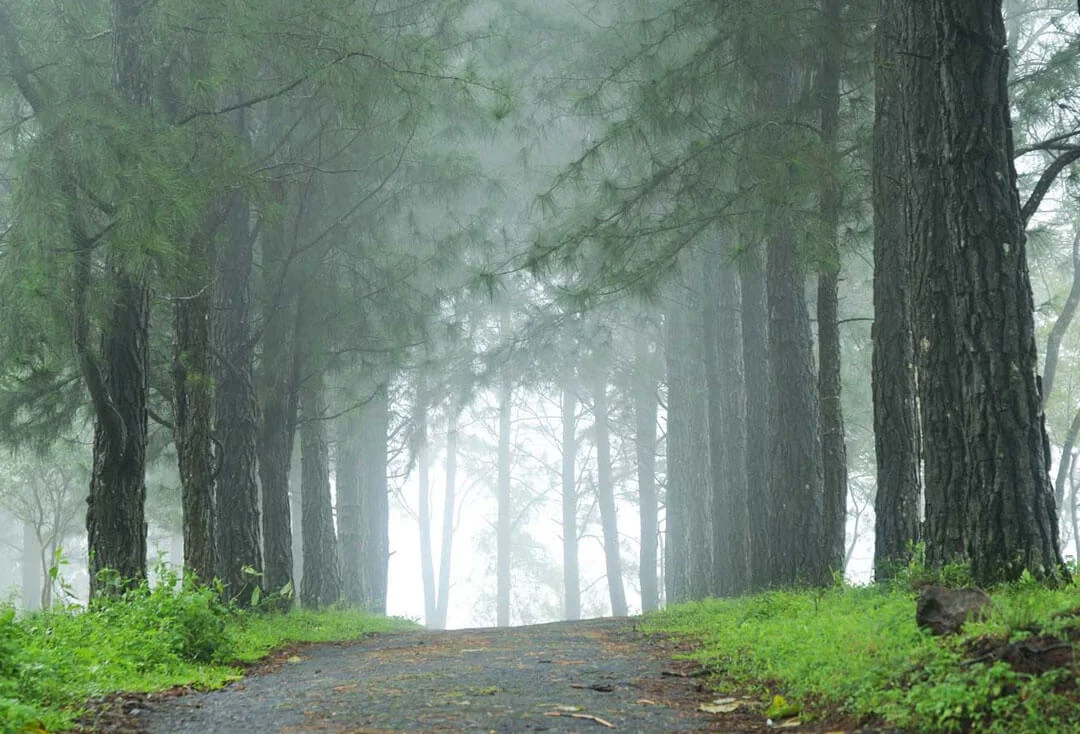 GAVI VAGAMON JUNE 2026